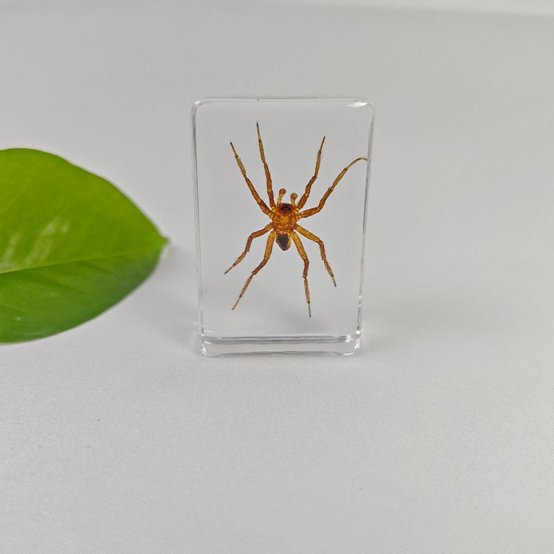 AUNONT Square Resin Insect Bookends Student Teaching Aids Taxidermy Amber Crafts Ornaments Handmade Drip Resin Insect Bookends Clear Amber Insect Taxidermytarantula