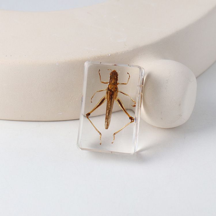 AUNONT Square Resin Insect Bookends Student Teaching Aids Taxidermy Amber Crafts Ornaments Handmade Drip Resin Insect Bookends Clear Amber Insect Taxidermygrasshopper