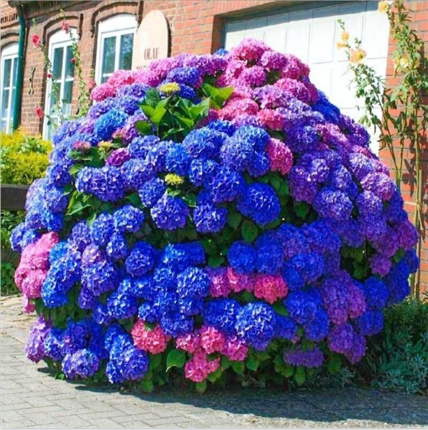 Mix Hydrangea Seeds Grow up Easily Easy to Plant Indoor Balcony Courtyard Ornamental Flower Plant Hydrangea Macrophylla 50 Seeds
