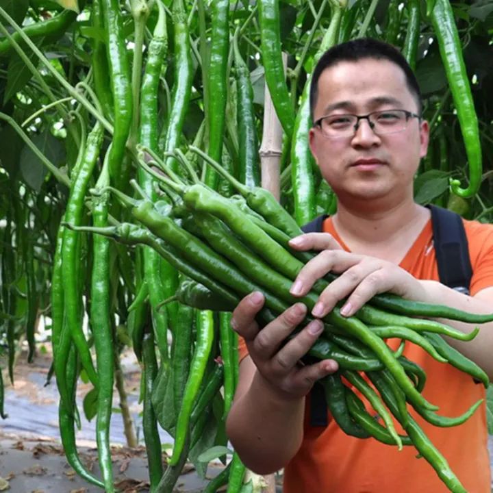 150Pcs Green Long Chilli Seeds Organic Vegetable Long Hot Pepper Seeds Biji Benih Sayur Sayuran Flower Seeds