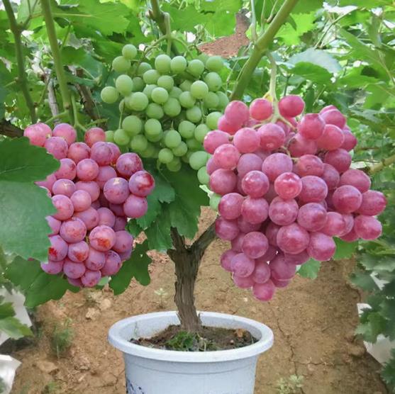 30pcs Grape Seed collection Potted Fruit Tree Seed Golden Finger Grape Balcony Fruit Seed Grape Grapes