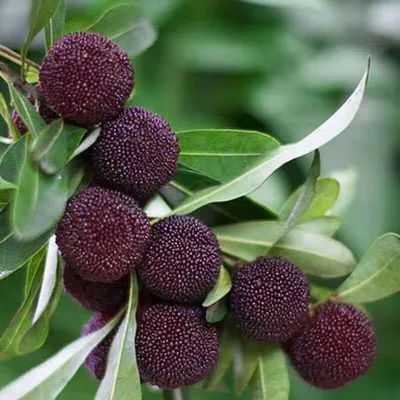 Bayberry fruit family potted balcony garden planting 20pcs/pack