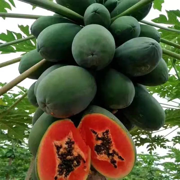 Seeds of papaya seeds 30 seeds * planting pots * one foot papaya pot friendly mango garden seeds