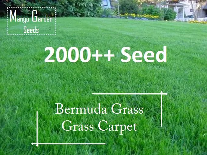 Bermuda Grass Seeds 2000 Seed - Grass Carpet, Biji Benih Rumput Bermuda, Bermuda Turf Seeds - Mango Garden Seeds