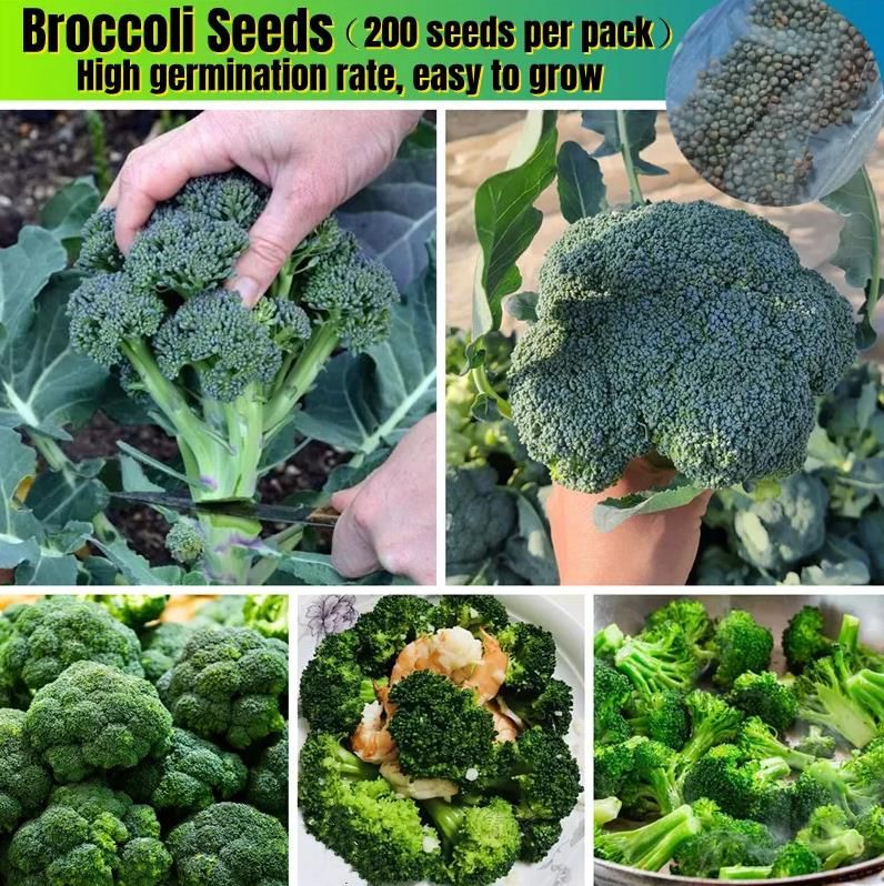 Product details of Benih Brokoli 200pcs Hybrid Broccoli Seeds Benih Kelapa Hijau Tropika Self Harvest Organic Vegetable Seeds