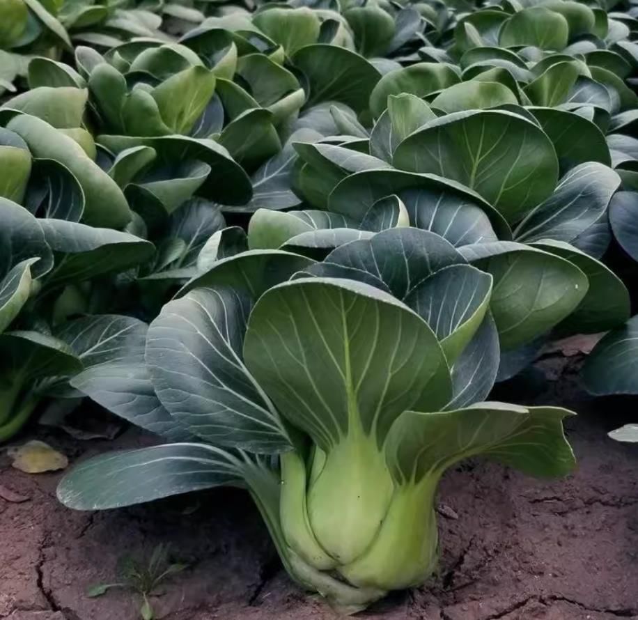 Green stem vegetable seeds, Shanghai green seed vegetable seeds 100seeds