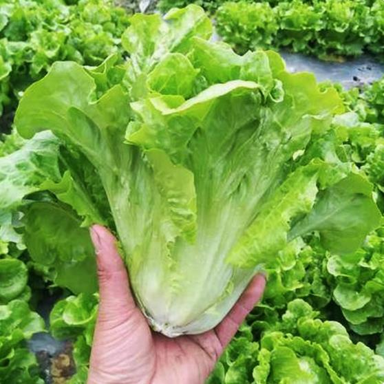 Italian lettuce seeds, four season glass lettuce seeds 300seeds