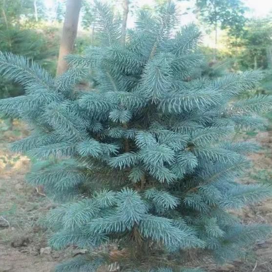 Spruce seeds, evergreen tree seeds, perennial greening, foliage seeds, fast growth 100seeds