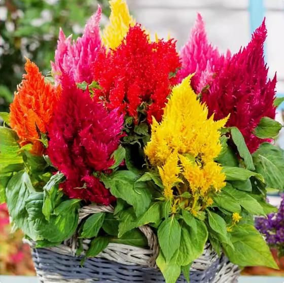 Mix Phoenix tail cockscomb seeds, heat-resistant and easy to live, balcony potted garden flower seeds 500seeds