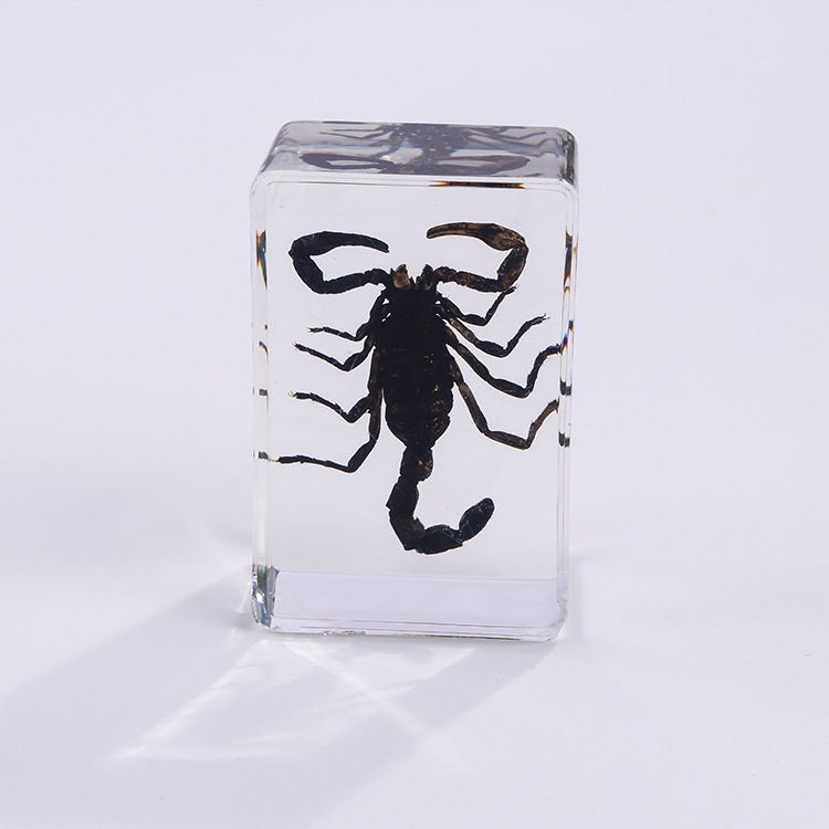 AUNONT Square Resin Insect Bookends Student Teaching Aids Taxidermy Amber Crafts Ornaments Handmade Drip Resin Insect Bookends Clear Amber Insect Taxidermy