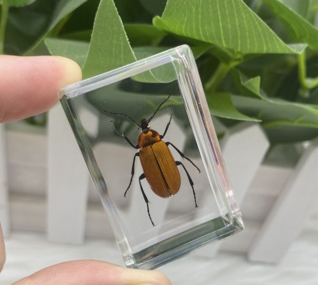 AUNONT Square Resin Insect Bookends Student Teaching Aids Taxidermy Amber Crafts Ornaments Handmade Drip Resin Insect Bookends Clear Amber Insect Taxidermysoya bean beetle