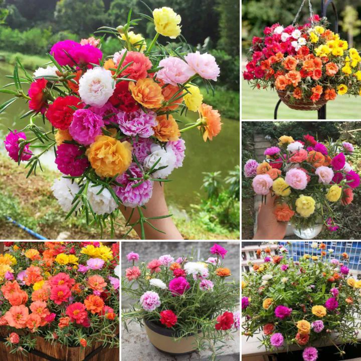 1000pcs Beautiful Multi-Color Portulaca Seeds Mix Colour Seeds Sun Flower Seeds