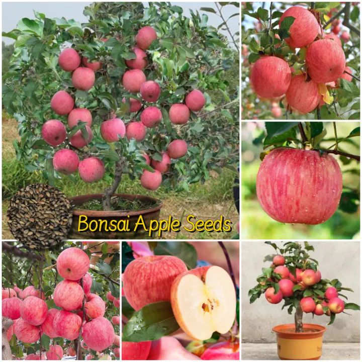 Apple tree seed (50 pieces/bag) Bonsai tree True seed Fruit tree seed Fresh fruit potted Indoor outdoor seed Fruit seed