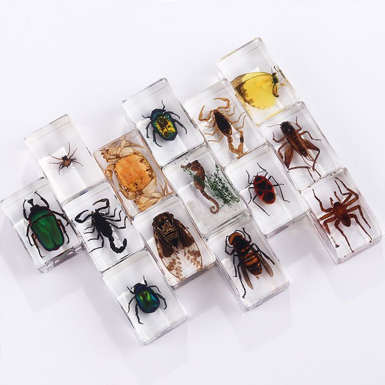 AUNONT Square Resin Insect Bookends Student Teaching Aids Taxidermy Amber Crafts Ornaments Handmade Drip Resin Insect Bookends Clear Amber Insect Taxidermy
