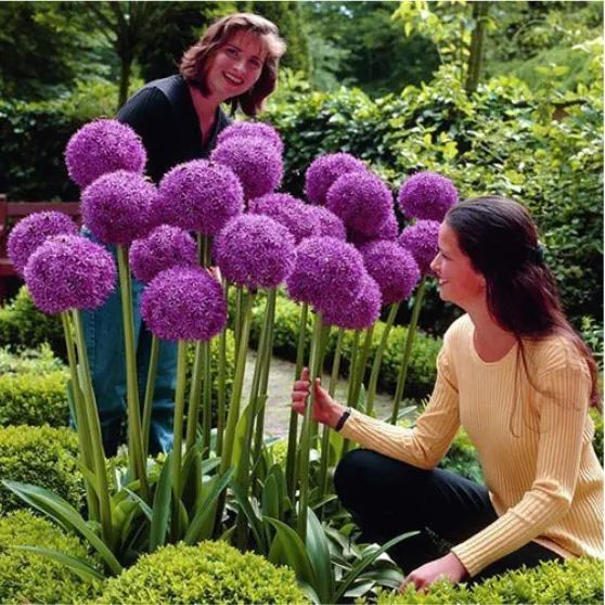 Scallion seeds heat-resistant potted flowers indoor courtyard balcony year-round planting 100seeds