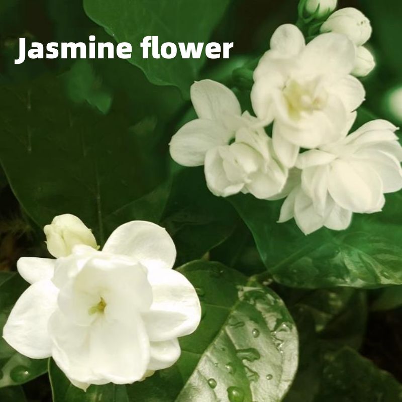 Chinese Tea 50 bags/bag Jasmine green tea Cold brewed tea CRRSHOP Exclusive for milk tea shops Triangle tea bag combination bag free shipping