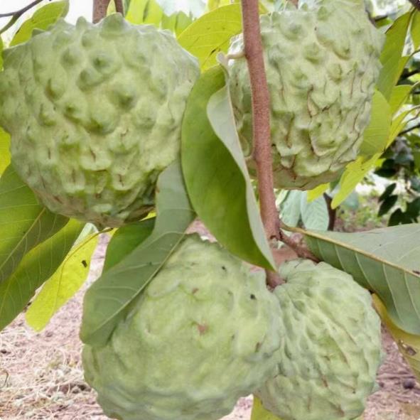 Shakyamuni fruit seeds, fruit potted plants, outdoor planting, 20 seeds