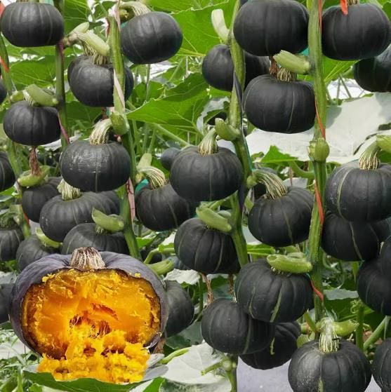 Pumpkin seeds, pumpkin year-round planting, potted vegetable seeds 20seeds