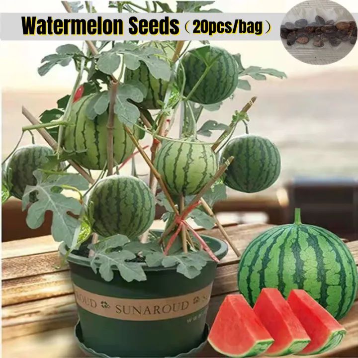 30seeds edible dwarf watermelon kernels are used for planting potted watermelon kernels, real indoor plants, fresh aquatic plant