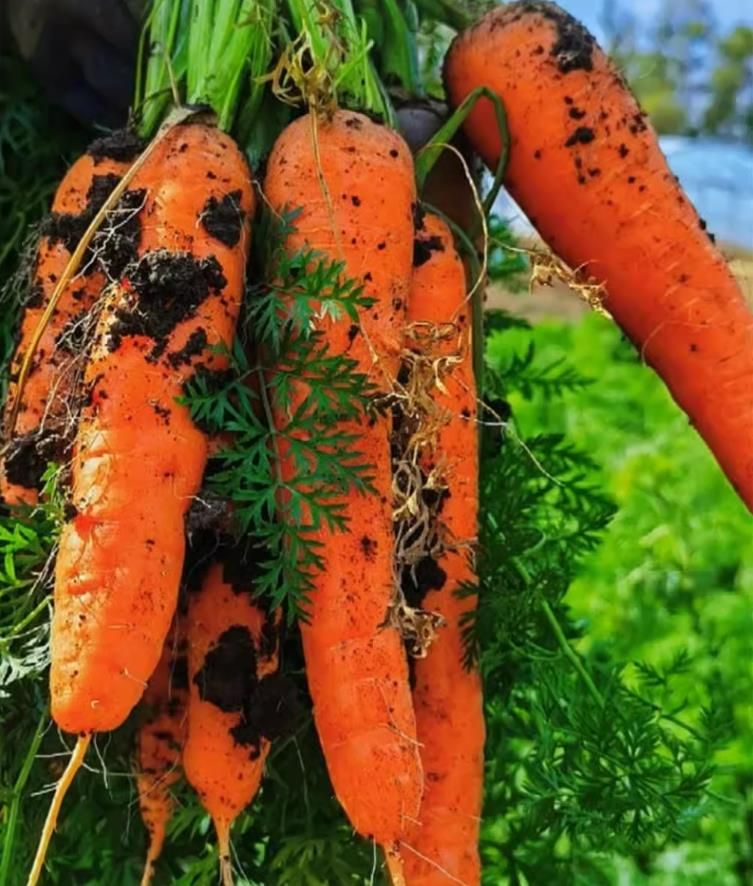 500pcs Carrot seeds, sweet and crispy, nine inch carrot seeds, high-yield, early to plant vegetable seeds