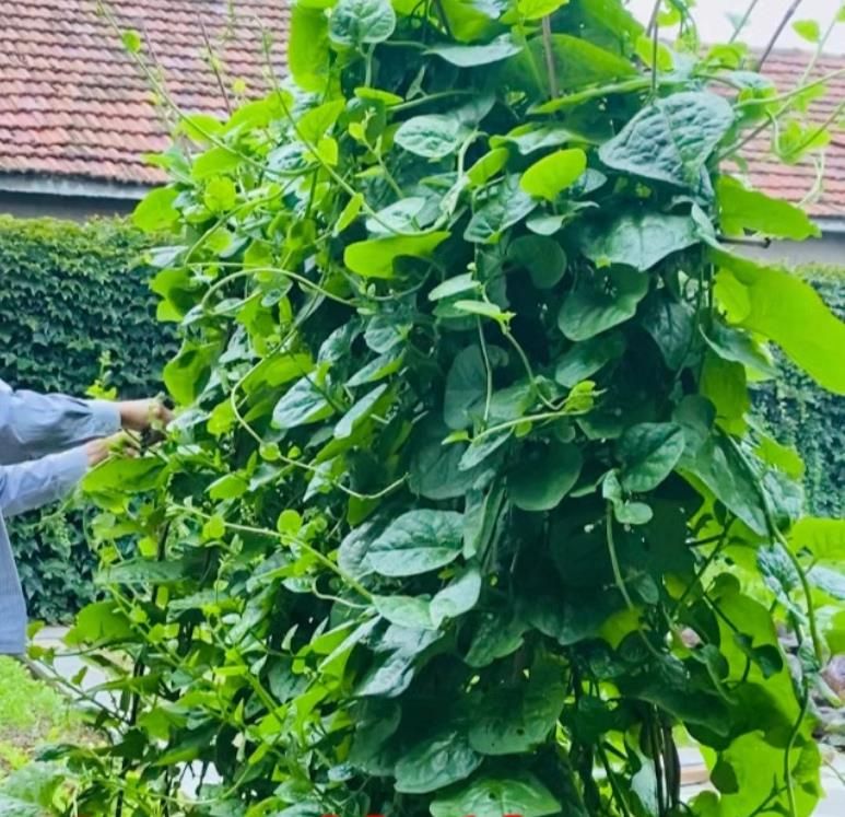 Mugwort seeds heat-resistant vegetable courtyard balcony potted planting 200seeds