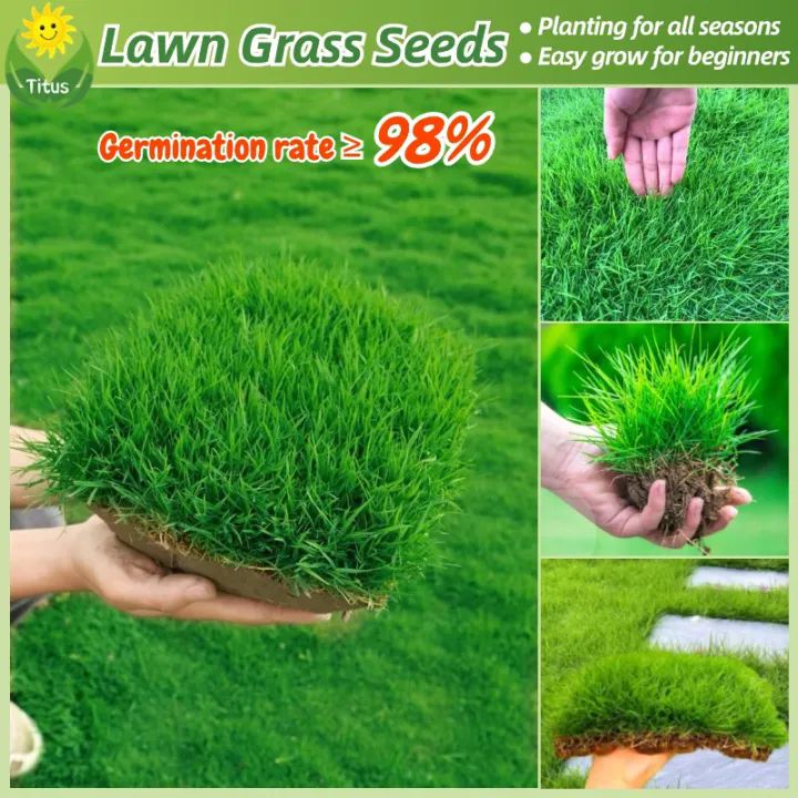 Dwarf Bermuda grass seeds, evergreen throughout the year, resistant to trampling green lawn seeds football field grass seeds