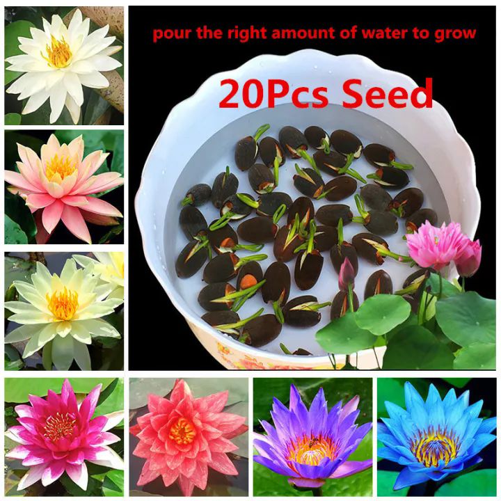 Lotus Water Lily Seed 20Pcs Indoor Live Plants Pots Bonsai Lotus Flower Seeds