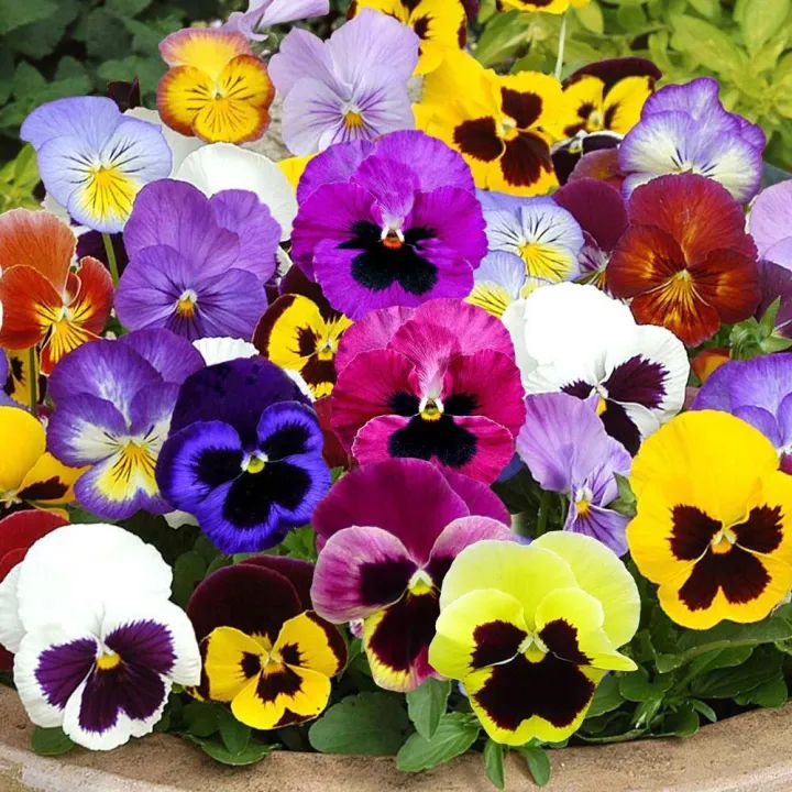 Pansy Flower Seeds Grow up Easily Everblooming Indoor Balcony Bonsai Small Pansy Pansy Hanging Flower 100 Seeds