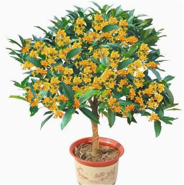Osmanthus seeds with strong fragrance throughout the four seasons. Osmanthus tree species seeds 30seeds