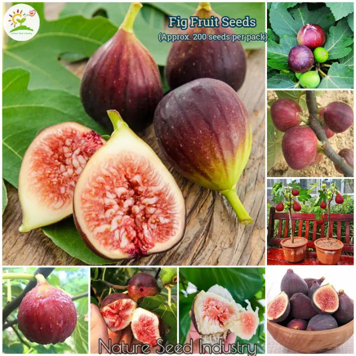 Fig Seeds for Planting 200 seedsbag Tropical Fruit Seeds Ficus Carica Bonsai Fruit Tree Seeds Fig Plant Seed Rare Fruit Seed