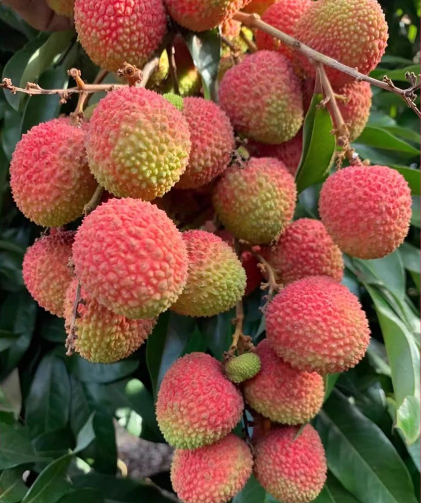 Litchi seeds, fruit tree seeds, potted fruit trees, fruit and vegetable seeds, sown year-round, evergreen tree seeds, 10 seeds
