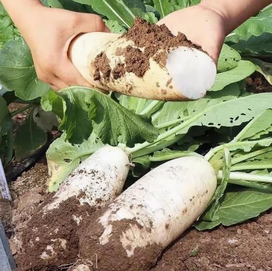 Crispy and sweet white radish seeds, resistant to heat and cold all year round, eaten raw radish vegetable seeds 200seeds