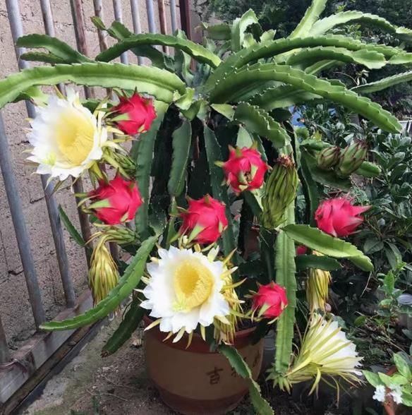 100pcs Pitaya Seeds Dragon Fruit Seeds Ornamental Bonsai Fruit Tree Seed