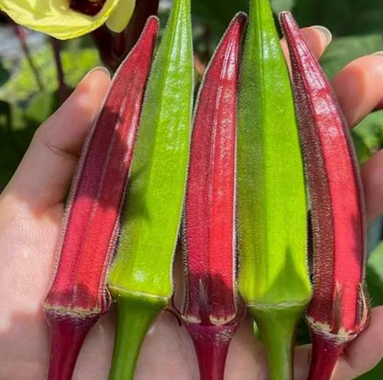 High Yield Smooth Green Okra Seeds for Planting Vegetable Plants (50 Seeds) biji benih F1 Hybrid Okra Seeds Vegetable Seed