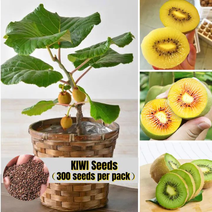 200seeds unit benih bonsai buah kiwi asli fruit plant seed
