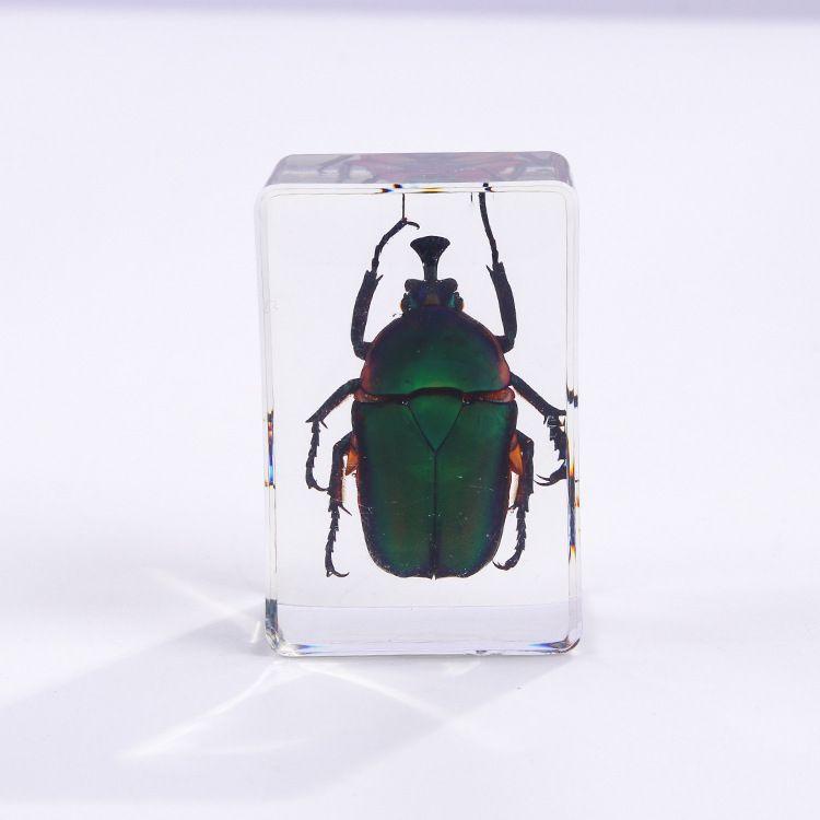 AUNONT Square Resin Insect Bookends Student Teaching Aids Taxidermy Amber Crafts Ornaments Handmade Drip Resin Insect Bookends Clear Amber Insect Taxidermyemerald