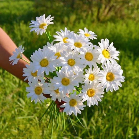 Dabin Chrysanthemum Seed Dwarf Pole Garden Landscape Flower Sea Courtyard Balcony Potted Flower Seeds 200seeds