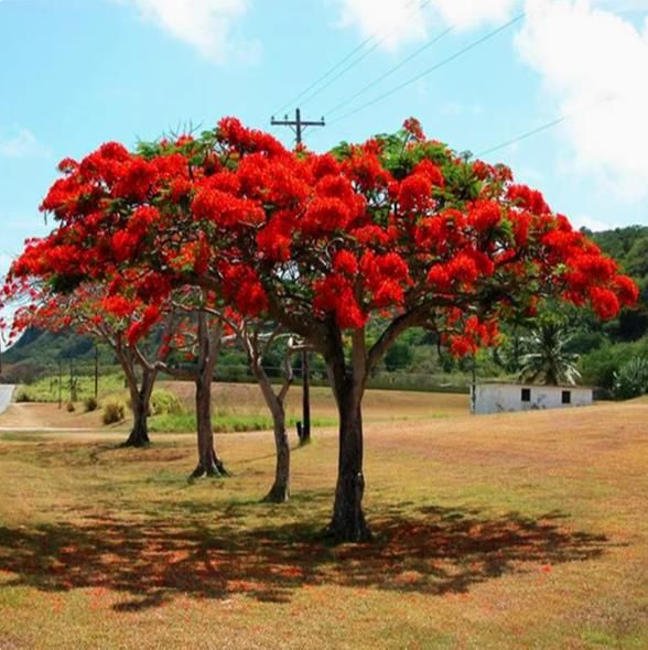 Phoenix tree seeds, forest tree seeds, year-round landscape greening tree seeds 20seeds