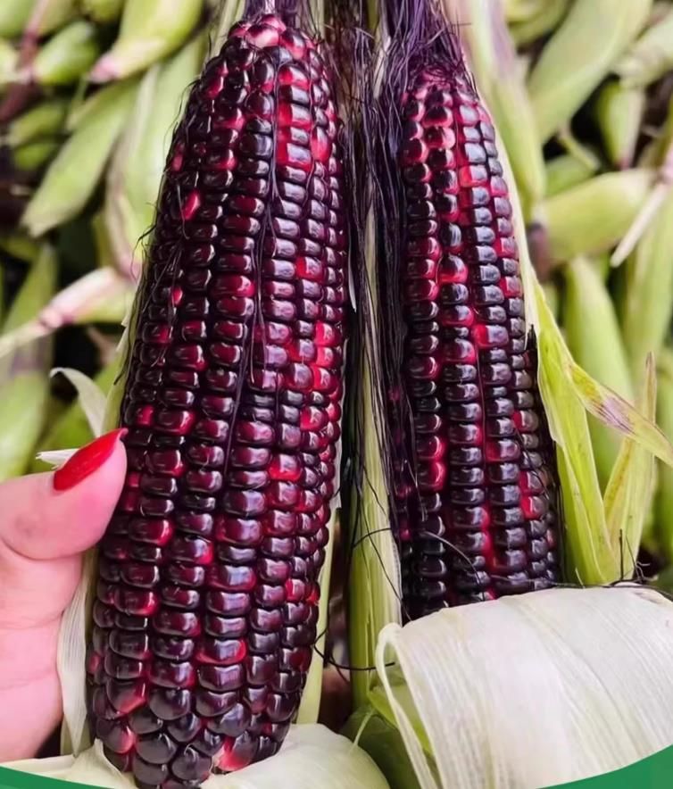 Black Sweet Glutinous Corn Seeds Black Glutinous Purple Corn Seeds Planting Corn Seeds in Four Seasons 30seeds