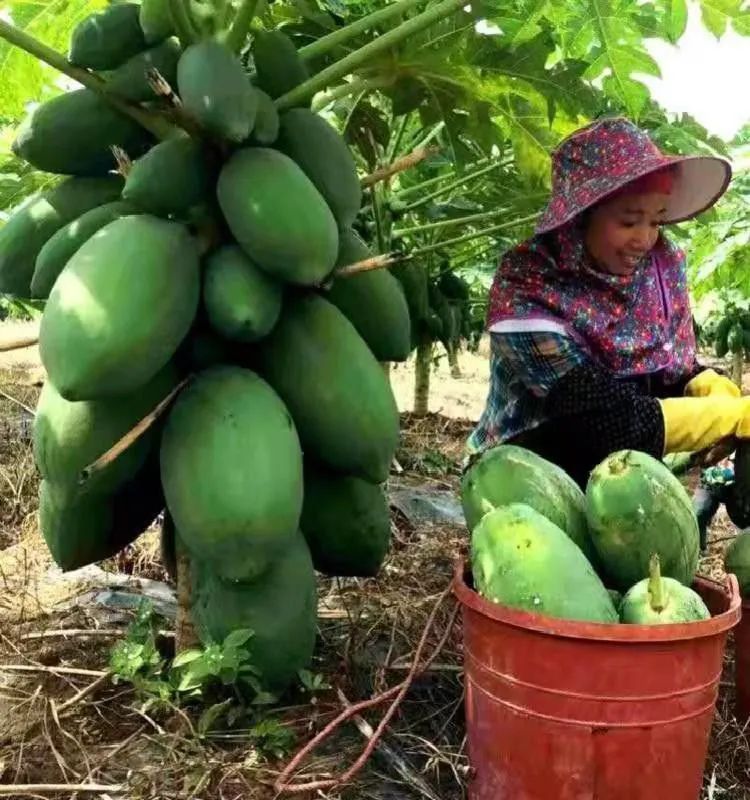 Seeds of papaya seeds 30 seeds * planting pots * one foot papaya pot friendly mango garden seeds