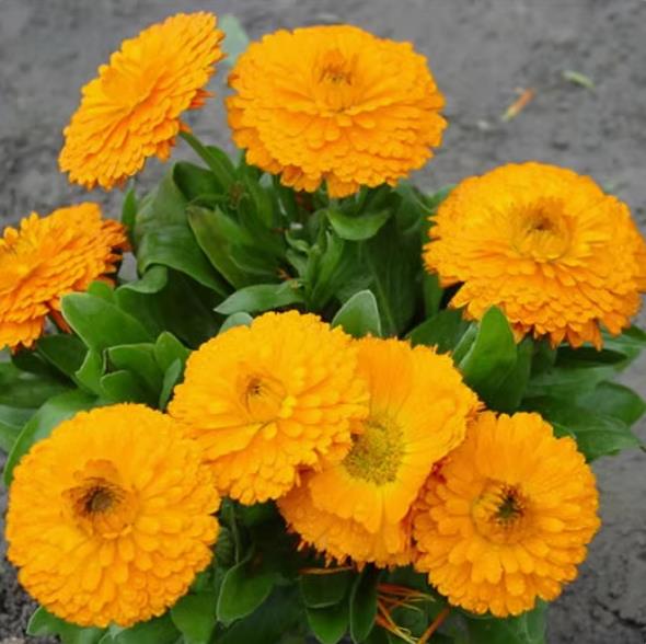 Golden marigold seeds, seasonal flower seeds, potted plants, cold resistant and shade tolerant 200seeds