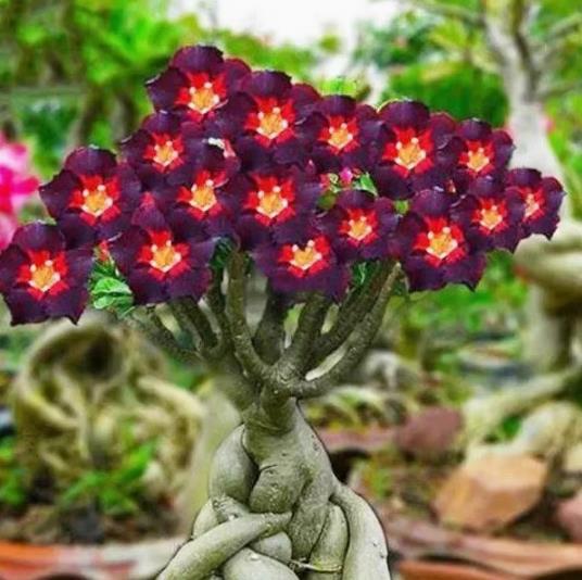 Desert Rose Seeds Four Seasons Balcony Courtyard Potted Plants Seeds 5seeds