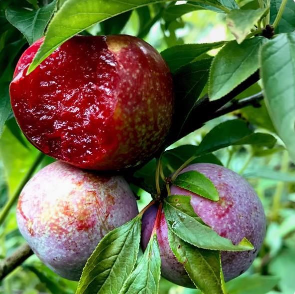 Planting cold and heat-resistant 10 seeds of plum tree seeds in the south and north