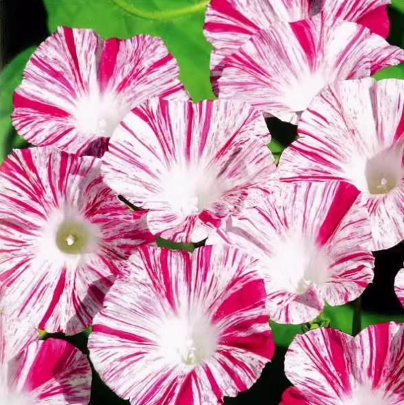 Large Morning Glory Seeds Climbing Vine unia Seeds Balcony Courtyard Easy to Plant Flowers Seed Four Seasons Planting 100seeds
