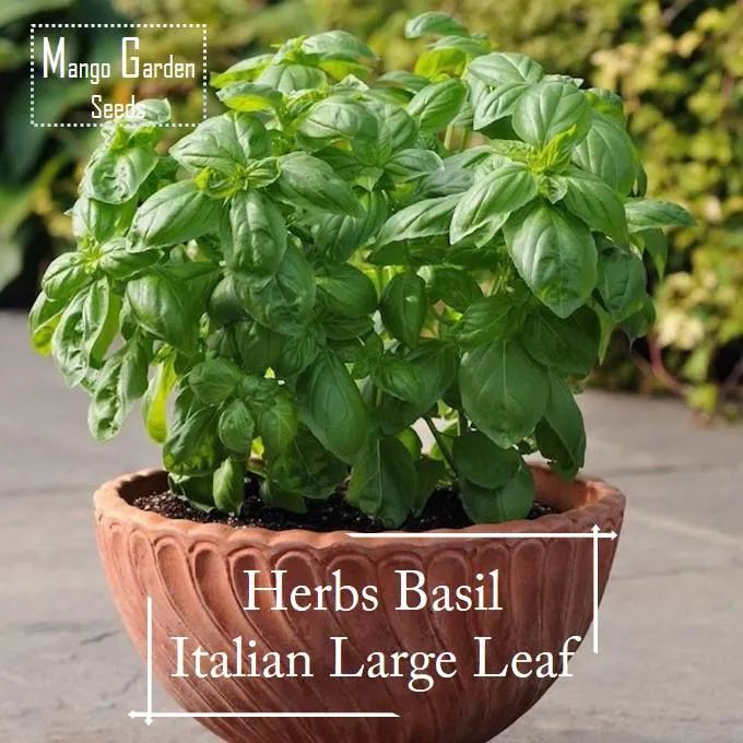 Large Leaf Basil seeds - 200 seed *Pot Friendly* Tanam Pasu, Sauce Pesto, Benih Selasih, Big Leaf Basil Seeds