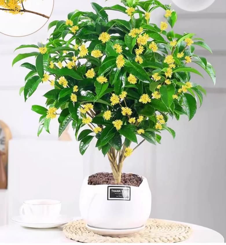 Osmanthus seeds with strong fragrance throughout the four seasons. Osmanthus tree species seeds 30seeds