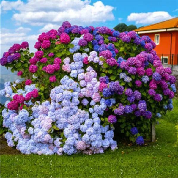 Mix Hydrangea Seeds Grow up Easily Easy to Plant Indoor Balcony Courtyard Ornamental Flower Plant Hydrangea Macrophylla 50 Seeds