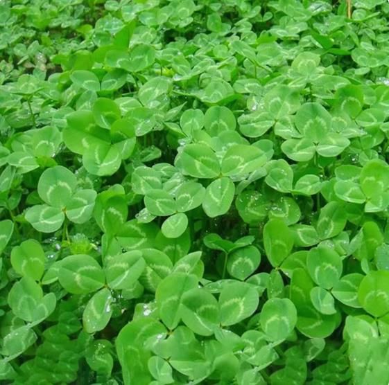 White clover lawn seeds, red clover seeds, heat-resistant and cold resistant, evergreen throughout the four seasons 200seeds