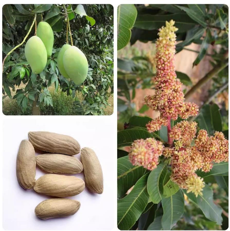 Mango fruit tree seeds, four season fruiting, potted plant, outdoor planting, 2seeds