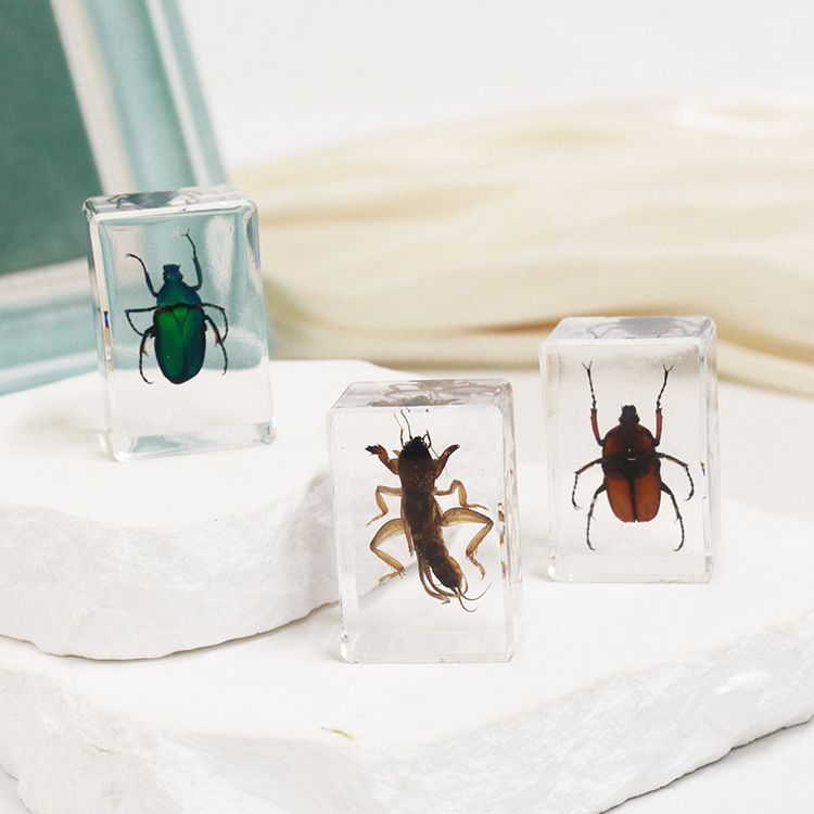 AUNONT Square Resin Insect Bookends Student Teaching Aids Taxidermy Amber Crafts Ornaments Handmade Drip Resin Insect Bookends Clear Amber Insect Taxidermy